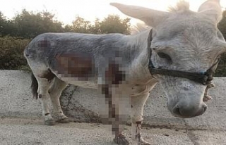 Yol kenarında bulunan yaralı eşeğe vatandaşlar...
