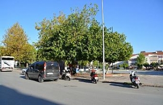 26 yıl önce diktiği ağaca adı verildi