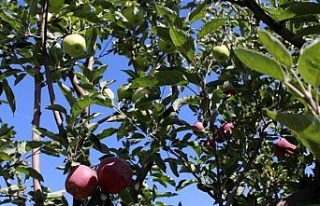 Aynı ağaçta hem yeşil hem kırmızı elma yetişti