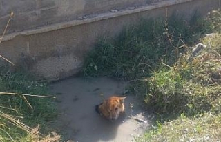 Balçığa saplanan köpeği itfaiye kurtardı