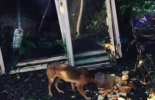 Başına sıkışan bidonla kaybolan köpek kurtarıldı