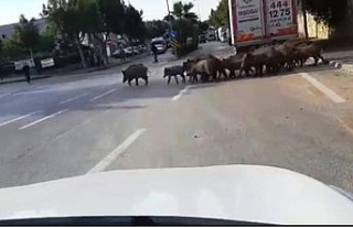 Bodrum’da aç kalan domuzlar şehre indi