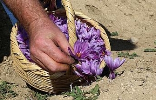 Dünyanın en pahalı bitkisinde hasat erken başladı