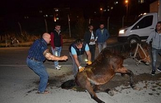 Hamile atı sokak ortasına ölüme terk ettiler