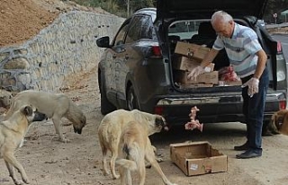 Her gün 5 saatini sokak hayvanlarına ayırıyor