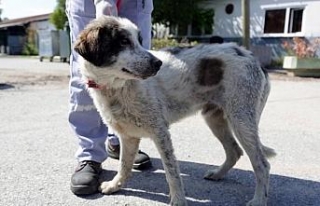 İkinci Kuyu köpek vakası: 3 gün sonra kurtarıldı