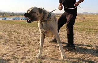 Köpek saldırısına karşı ne yapmalı ?