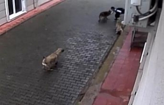 Köpeklerin saldırısına uğrayan çocuk ölümden...