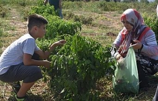 Müşteri tarladan sebzesini kendi topluyor