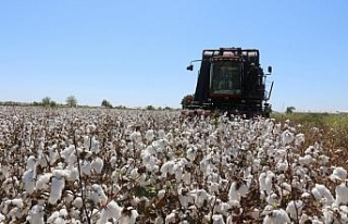 Pamuğun kilo fiyatı açıklandı