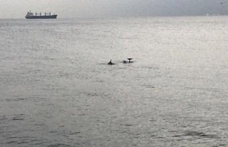 Yunuslar İstanbul Boğaz’ında görsel şölen...