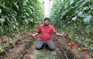 Zam şampiyonu domatesin fiyatı ilk kez düştü