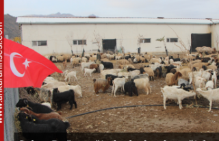Gabar Dağı eteğinde devlet desteğiyle keçi çiftliği...