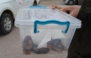 Aksaray'da, otomobil bagajında 2 boa yılanı...