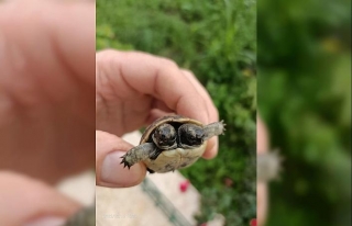 Antalya'da çift başlı kaplumbağa yavrusu...