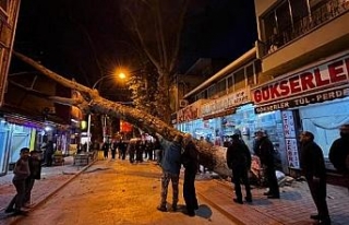 Bursa'da 300 yıllık çınar ağacı iş yerinin...