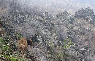 Kayalıklarda mahsur kalan ineği AFAD kurtardı