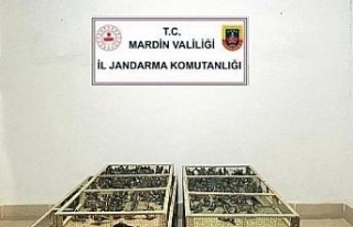 Mardin'de 1000 saka ile yakalandı; 1 milyon...