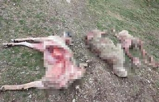Ankara'da sokak köpekleri 9 koyunu yedi iddiası