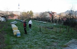 Hava sıcaklarındaki değişkenlik, arıların kış...