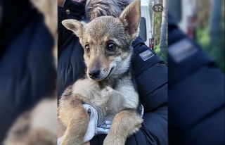 Sokak hayvanı için 'köpek-çakal' tartışmasında...