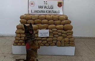 486 kilo esrarı narkotik köpeği ‘Kaşkol’ buldu