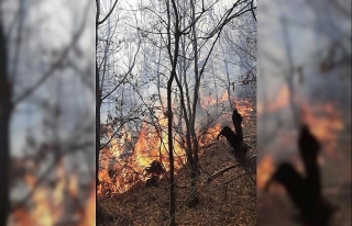 Manisa'da orman yangını; 5 dönüm alan zarar...