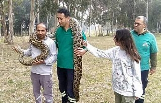 Piton ve boa yılanlarının korkusuz bakıcıları