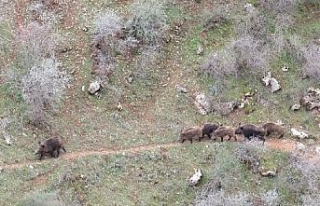 Siirt'te yiyecek arayan domuz sürüsü görüntülendi