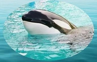 50 yıldan fazla esaret altında olan katil balina...