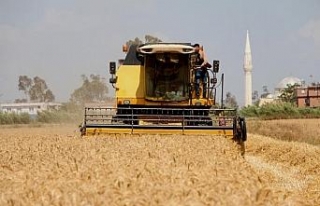 Adana'da 'buğday' hasadı başladı