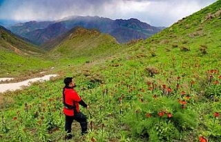 Hakkari dağlarındaki ters lalelere ziyaretçi akını