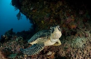 110 milyon yıldır yaşayan deniz kaplumbağalarının...