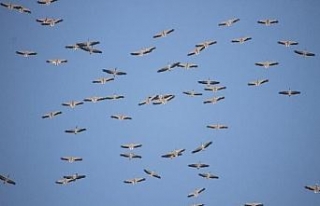 Kuşların Afrika'ya göçü Mersin üzerinden