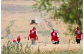 Ankara’da Hasat Edilen Nohutlar Kızılay Aşevinde...