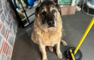 3 ayda 10 kilo veren obez köpek 'Duman',...