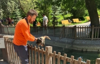 Yaralı yaban ördeğinin geçici yuvası Kuğulu...