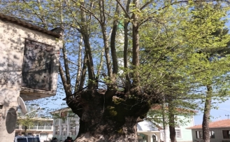 900 yıllık dev çınar koruma altına alınıyor