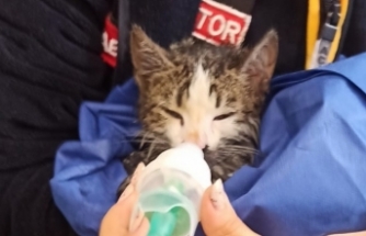 Yangında dumandan etkilenen kedi, oksijen verilerek kurtarıldı