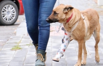 Av tüfeği ile vurulup, ölüme terk edilen Belçika kurdu 'Hera'yı hayata bağladı