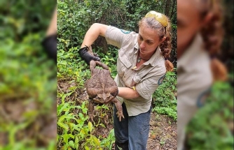 Avustralya’da 2.7 kiloluk dev kurbağa bulundu
