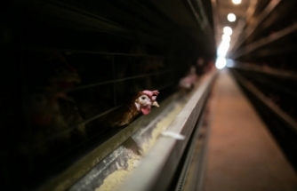 Yumurtası için yetiştirilen tavukların hapsedildikleri zalim ve çağdışı kafes sistemlerine son verilmesi için çalışan Kafessiz Türkiye, 2022 Yumurta Takip Raporu’nu yayımladı.