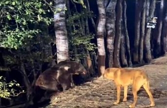 Milli parkta köpeklerin ayının peşinden koşması kamerada