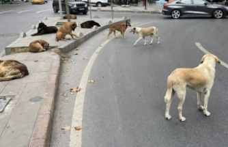 Başıboş köpeklere yönelik yasa teklifi meclise geldi