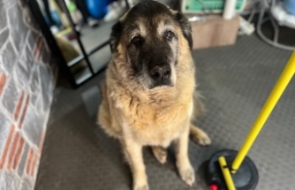 3 ayda 10 kilo veren obez köpek 'Duman', sahiplenmeyi bekliyor