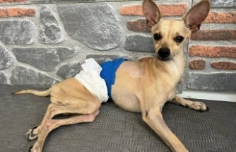 Ayrılan çift, klinikte tedavi gören köpekleri 'Lucky'i terk etti