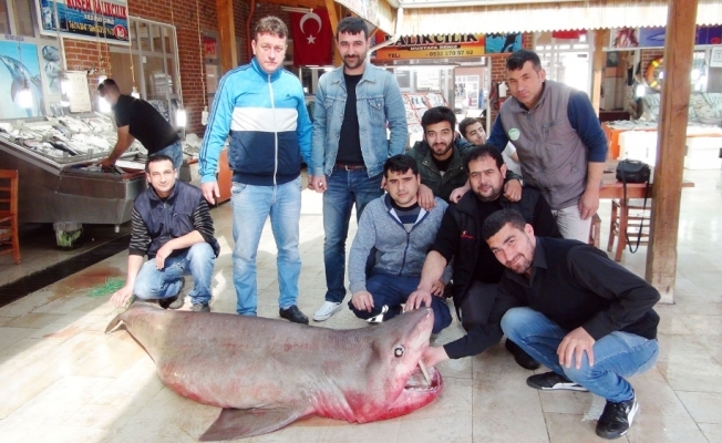 Mersin’de 400 kiloluk köpek balığı yakalandı