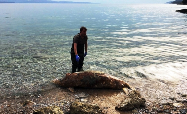 Ölü Akdeniz foku kıyıya vurdu