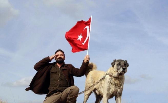 Türk Kangalı Amerika aslanına karşı