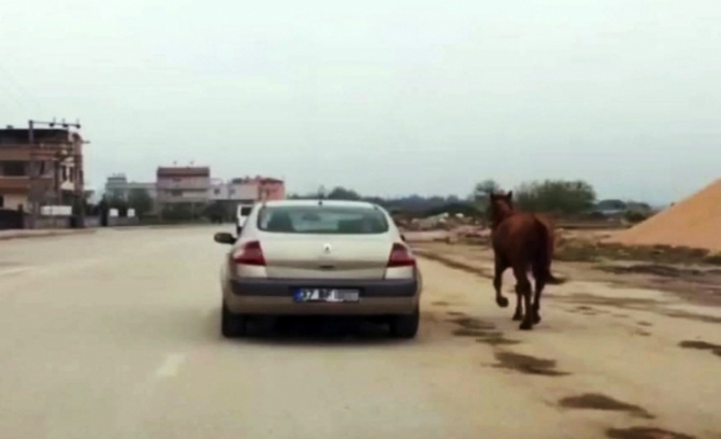Vicdansızlık: Atı otomobiline bağlayıp koşturdu !